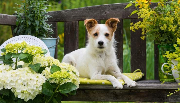 नया नियम: पालतू कुत्ते को गार्डन में नहीं घुमाना पड़ सकता है भारी, जुर्माना लाखों में 
