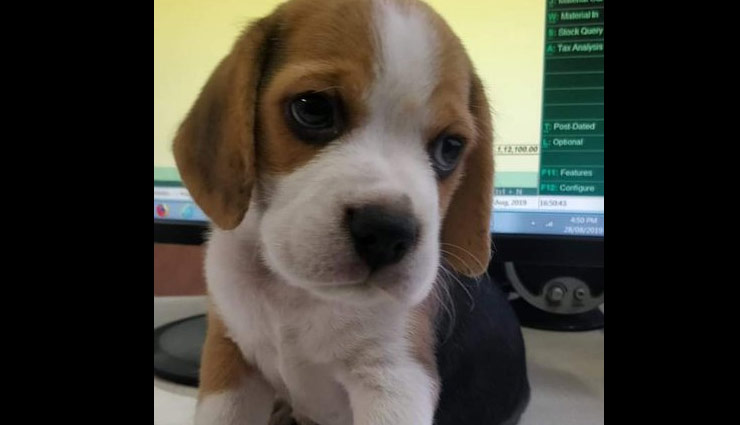 पुणे: Zomato का डिलीवरी बॉय घर से चुरा ले गया कुत्ता