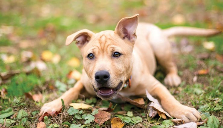 astrology tips,astrology tips in hindi,animals in dreams,dreams affects on life