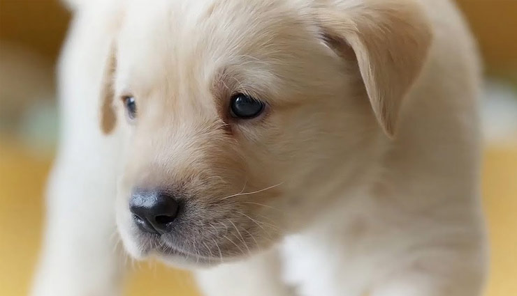 कुत्ता खा गया लाखों के हीरे, जब हुआ ऑपरेशन तो निकले सूई-धागा-बटन, देख डॉक्टर हैरान