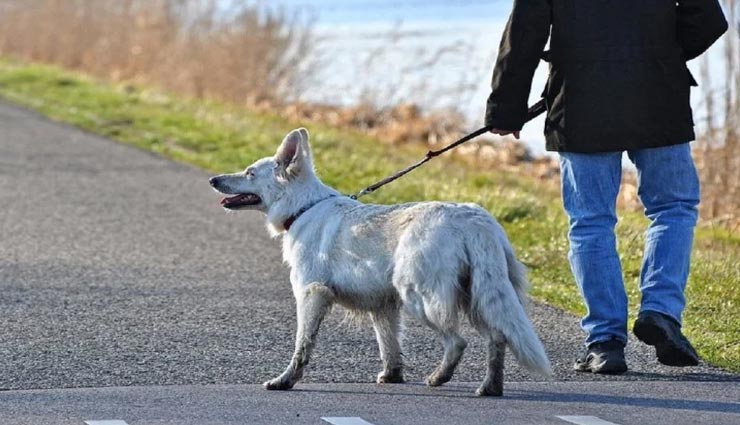 शख्स ने अपनी करोड़ों की संपत्ति कर डाली एक कुत्ते के नाम