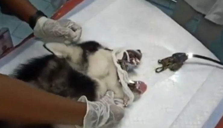 कोरोना से बचाने वाला मास्क बना कुत्ते के लिए आफत, डॉक्टर्स ने मशक्कत के बाद बचाई जान, देखें VIDEO