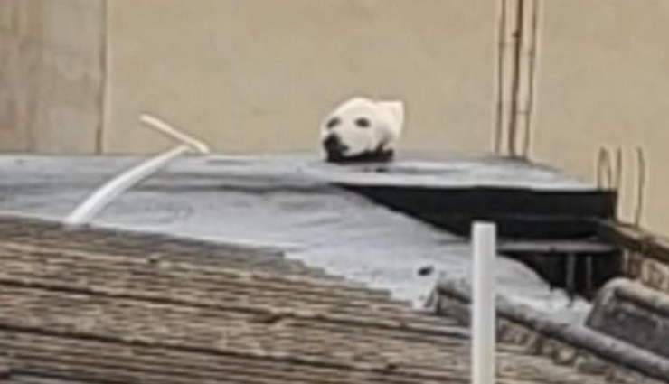 आपको भी हंसा-हंसाकर लोटपोट कर देगा यह Video, दिख रहा है कुत्ता लेकिन सच्चाई है कुछ और