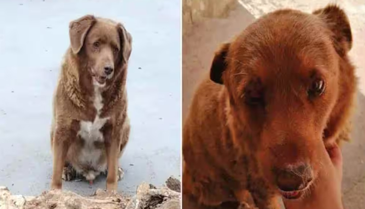 विश्व रिकॉर्ड स्थापित करने वाले दुनिया के सबसे उम्रदराज कुत्ते बॉबी की हुई मौत