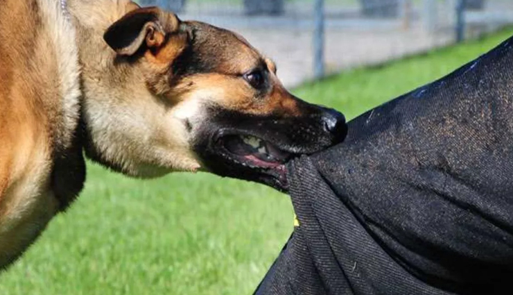 चेन्नई: पागल हुआ आवारा कुत्ता, एक साथ 29 लोगों को काटा