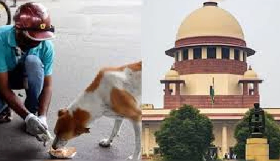 कुत्तों को खाना खिलाने पर सुप्रीम कोर्ट ने बनाया नया नियम, डॉग लवर्स के लिए जरूरी निर्देश