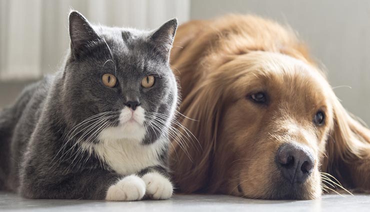 यहां कुत्ते-बिल्ली के लिए बना है ब्लड बैंक, इंसानों की तरह जानवर भी करते है रक्तदान 