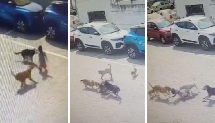 सड़क पर घूम रहे 4 साल के बच्चे पर कुत्तों ने किया हमला, नोचा-घसीटा, हुई मौत