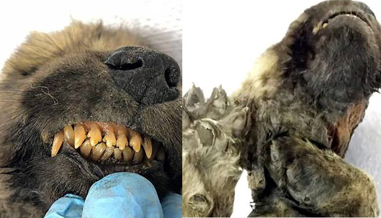 weird news in hindi,siberia,snow,scientist,18 thousand years old,dog