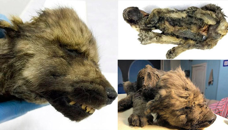 weird news in hindi,siberia,snow,scientist,18 thousand years old,dog