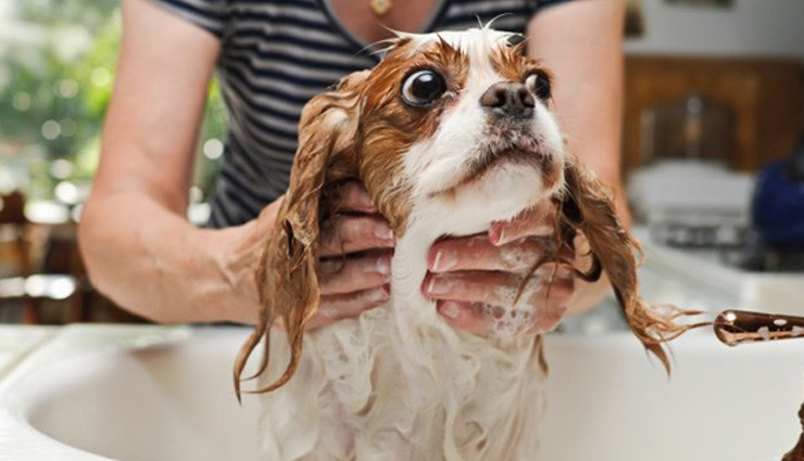 itchy skin among dog,get rid of itchy skin among dog,home remedies to get rid of itchy skin among dog,dog,dog health care