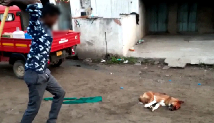 maharashtra,dog,dog beating ,महाराष्‍ट्र 