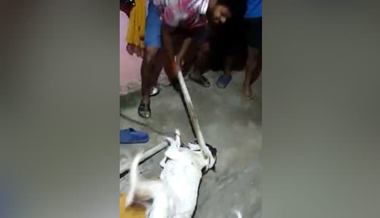बेंगलुरु : पहले रस्सी से बांधा फिर इतना पीटा कि बाहर निकल आई कुत्ते की आंख, पढ़ें पूरा मामला 