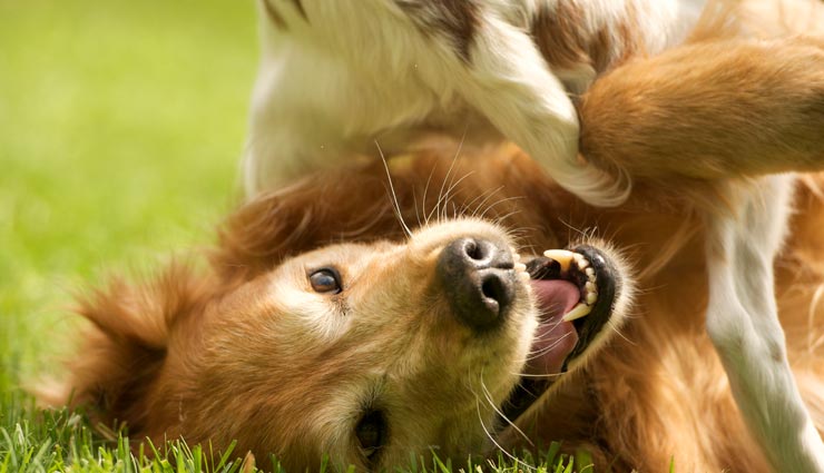 कोटा : बेजुबान के साथ ऐसी हैवानियत अमानवीय! डंडे से पीटा, किया लहूलुहान, मरने तक घसीटा