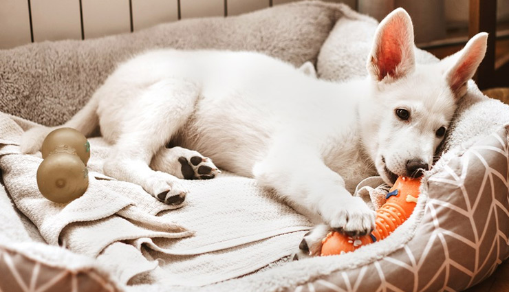 itchy skin among dog,get rid of itchy skin among dog,home remedies to get rid of itchy skin among dog,dog,dog health care