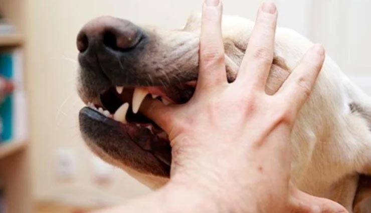 dog bite,home remedies for dog bite,Health tips,fitness tips