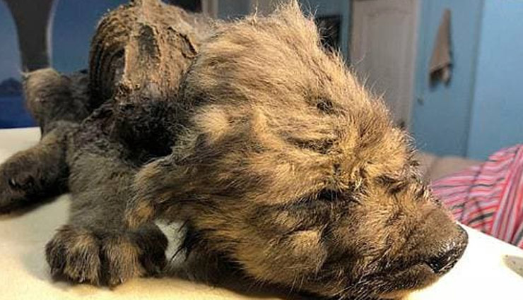 साइबेरिया में बर्फ हटी तो वैज्ञानिकों को मिली ऐसी चीज, देख रह गए दंग