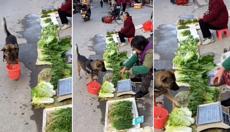 VIDEO : सोशल मीडिया पर आग लगा रहा सब्जी लेने मार्केट पहुंचे इस कुत्ते का वीडियो, देखें यहां 