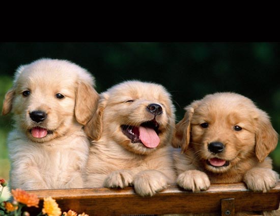 Keep Your Dog's Heart Healthy With Turmeric