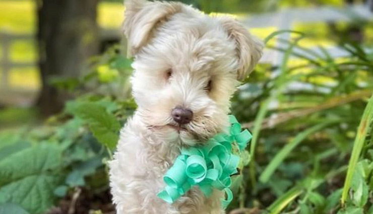 फेल हुई कुत्तों की क्रॉसब्रीडिंग, पैदा हुआ अंधा मासूम पिल्ला; मालिक ने घर से निकाला