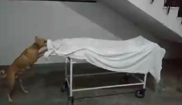 UP: संभल से मानवता को शर्मसार करने वाला वीडियो वायरल, जिला अस्पताल में बच्ची के शव को नोचता दिखा कुत्ता  