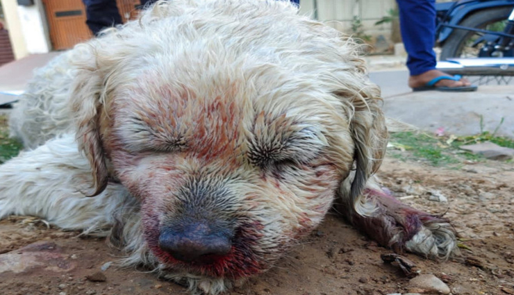 बेजुबान पर दरिंदगी : मालिक ने अपने कुत्ते को झाड़ी काटने वाली कैंची से पीटा, तड़पते हुए मिली मौत, मामला दर्ज 
