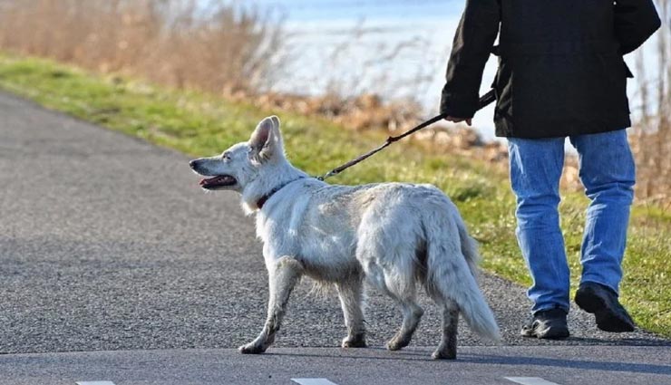 weird news,weird research,coronavirus,britain,dog detect,coronavirus,lockdown