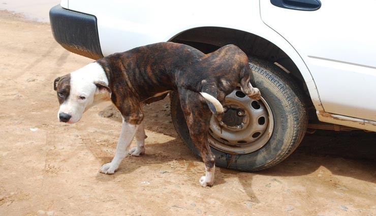 आखिर कुत्ते क्यों करते हैं हमेशा टांग उठाकर पेशाब, इस राज का रहस्य कर देगा सोचने पर मजबूर