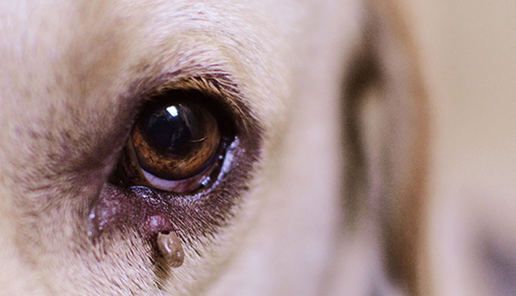 places to find ticks on dogs,where to look for ticks on dogs,tick removal tips for dogs,tick prevention in dogs,dog tick inspection,tick-prone areas on dogs,how to remove ticks from dogs,check dog for ticks,tick safety for pets,common tick hiding spots on dogs