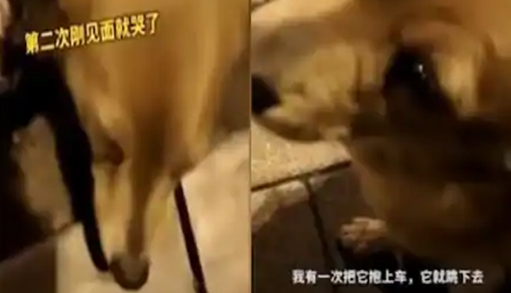 भूखे कुत्ते को जब महिला ने दिया खाना तो निकल पड़े आंसू,  देखें ये भावुक कर देने वाला वीडियो