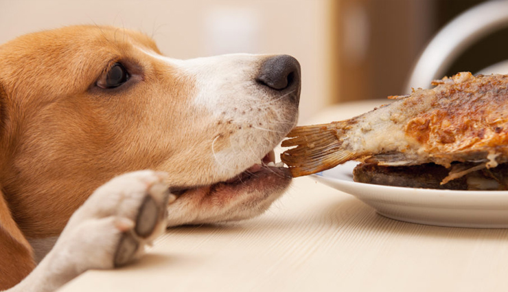 5 Food That You Eat But are Dangerous For Your Dogs