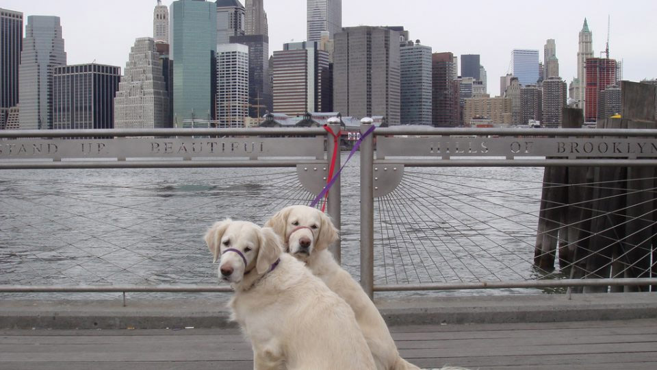 dog friendly cities in america,dog friendly cities,san francisco,ca,las vegas,nv,denver,co,san diego,ca,albuquerque,nm