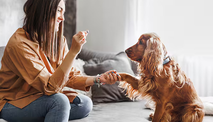 health benefits of pumpkin for dogs,pumpkin for dog digestion,pumpkin for dog weight management,pumpkin for dog immune system,pumpkin for dog skin and coat,pumpkin for dog urinary health,fiber benefits for dogs,dog digestive health remedies,natural remedies for dog digestion,pumpkin for dogs weight control