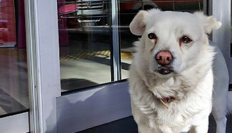 मालिक का अस्पताल में चल रहा था इलाज, 6 दिनों तक बाहर इंतज़ार करता रहा कुत्ता 