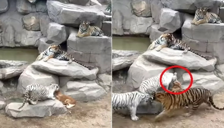 5 बाघों से घिरा कुत्ता लेकिन भागने की बजाय किया सामना, रोंगटे खड़े कर देगा वीडियो!