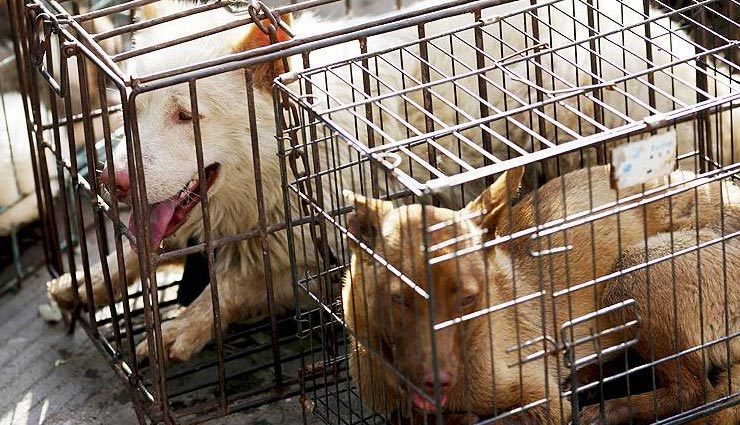 covid 19,coronavirus,china,dog selling market,meat,weird news