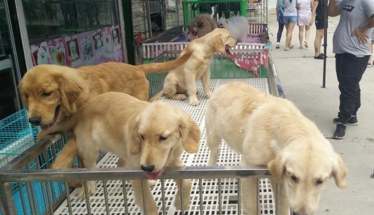 कोरोनाः  चीन ने लिया ये बड़ा फैसला, हर साल बचेगी एक करोड़ कुत्तों की जान