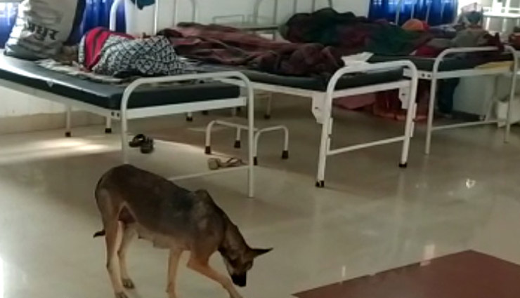 बारां: अस्पताल के प्रसूता वार्ड में कुत्तों का खौफ, परिजन बोले- करनी पड़ती है बच्चों की रखवाली 