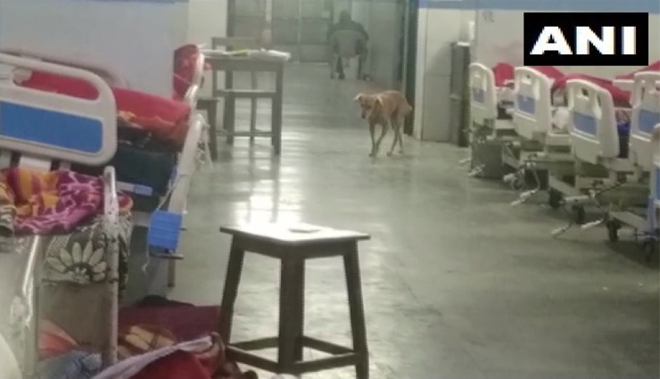 नागपुर: सरकारी अस्‍पताल के वार्ड में घूमते दिखे आवारा कुत्‍ते, वीडियो वायरल