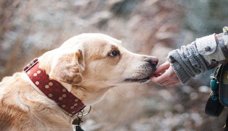 अपने कुत्ते के साथ जूते पहनकर मस्जिद में दाखिल हुई थी यह महिला, जानें क्या आया कोर्ट का फैसला weird news,weird incident,indonesia news,dog into mosque