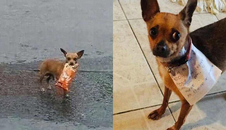 लॉकडाउन के चलते शख्स ने अपने कुत्ते से मंगवाया बाजार से खाने का सामान