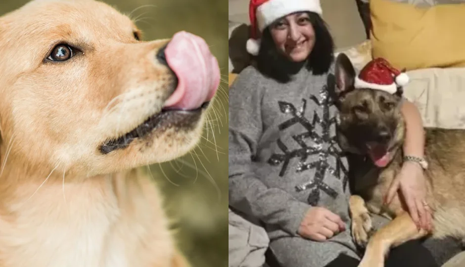 कुत्ते के चाटने से महिला को हुआ जानलेवा सेप्सिस, काटने पड़े हाथ-पैर; जानें कैसे हो सकता है गंभीर इंफेक्शन