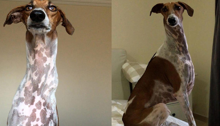 इस कुत्ते को देख आप भी खा जाएंगे धोखा, लगता हैं जिराफ के समान 