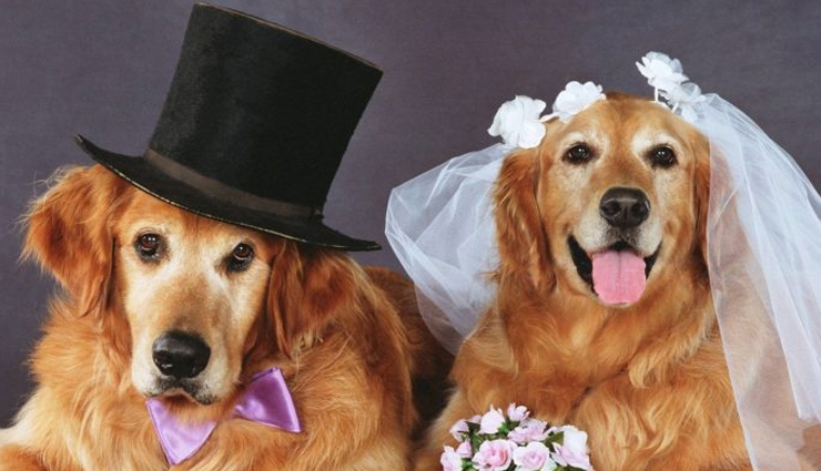सभी का ध्यान अपनी ओर खींच रही कुत्ते की यह अनोखी शादी!