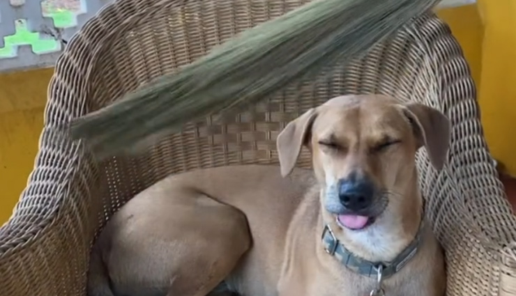 कुर्सी पर बैठकर कुत्ते  ने आराम से  कराई ‘झाड़ू मसाज’,  वीडियो हुआ वायरल