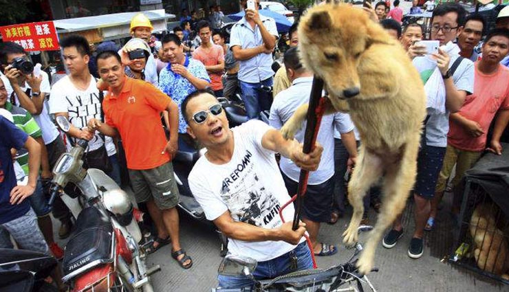 कोरोना में डॉग मीट फेस्टिवल से सुर्ख़ियों में आया चीन, बेरहमी से मारे जाते हैं हजारों कुत्ते