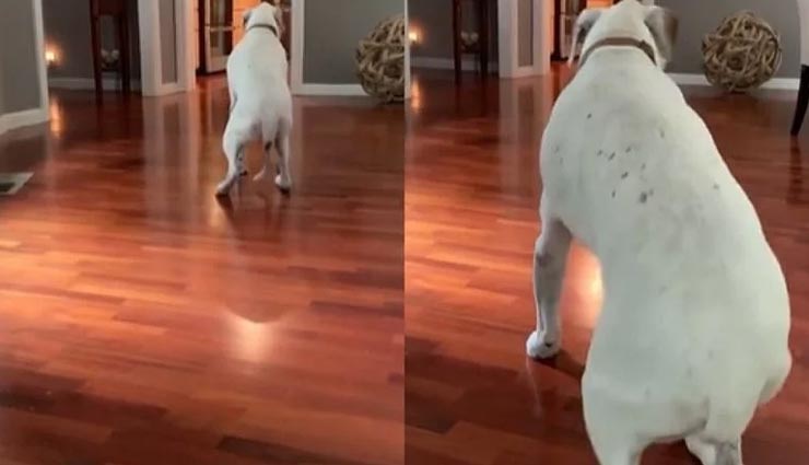 परफेक्ट मूनवॉक करता ये कुत्ता मचा रहा सोशल मीडिया पर धमाल