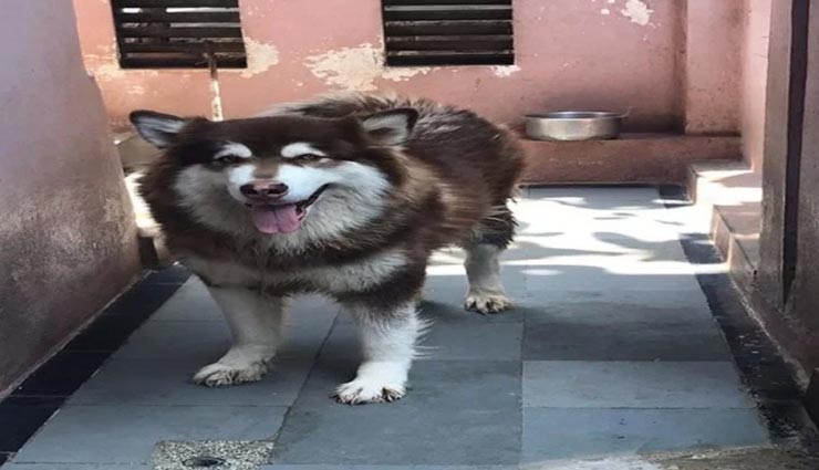 बेंगलुरु में गुम हुआ 8 करोड़ का कुत्ता, हुई एक लाख रुपये इनाम की घोषणा