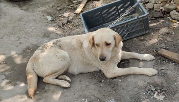 लॉकडाउन : शराब माफिया ने पुलिस पर छोड़ा कुत्ता, दो बार काटा तो भागे सिपाही