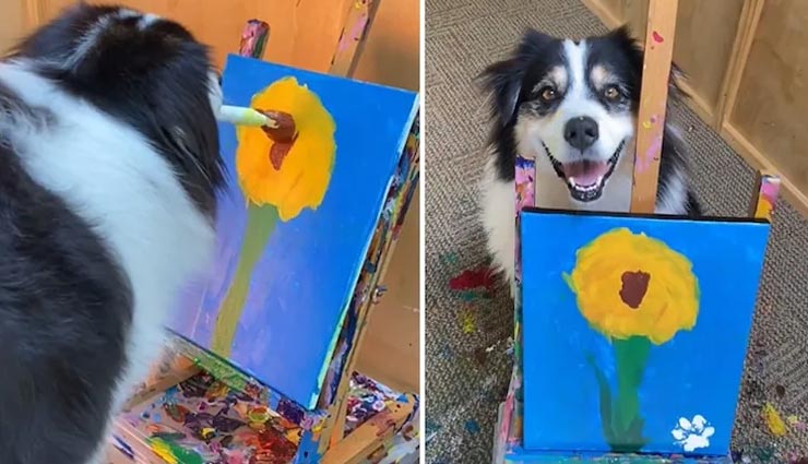 कुत्ते द्वारा पेंटिंग बनाने का यह अनोखा विडियो सोशल मीडिया पर हो रहा खूब वायरल, आइये देखें 
